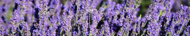 Banner profilu