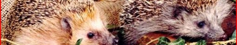 Banner profilu