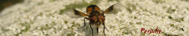 Banner profilu