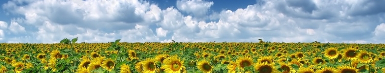 Banner profilu