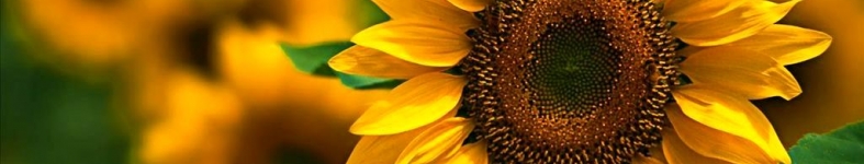 Banner profilu