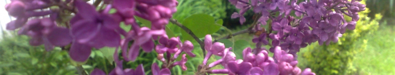 Banner profilu