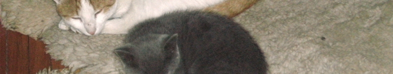 Banner profilu
