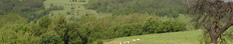 Banner profilu