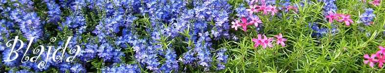 Banner profilu