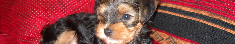 Banner profilu