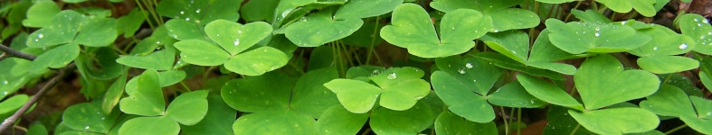 Banner profilu