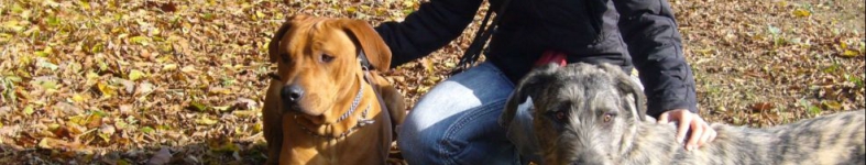 Banner profilu