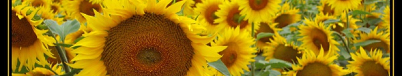 Banner profilu