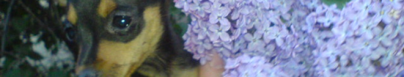 Banner profilu