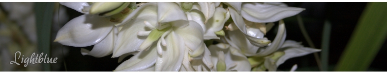 Banner profilu