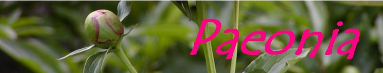 Banner profilu