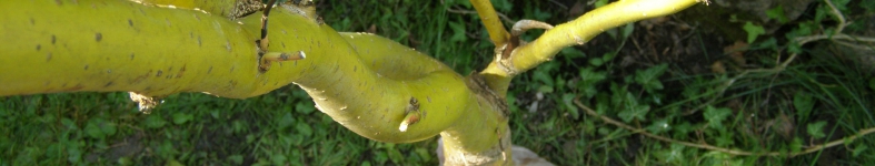 Banner profilu
