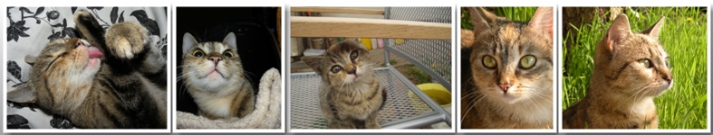 Banner profilu