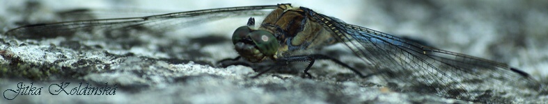 Banner profilu
