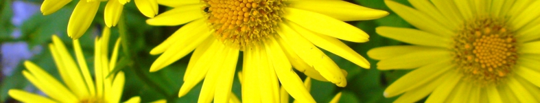 Banner profilu