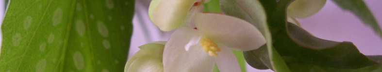 Banner profilu