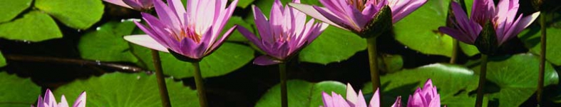Banner profilu