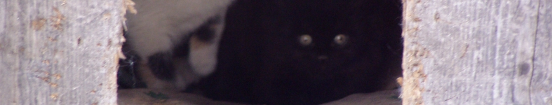 Banner profilu