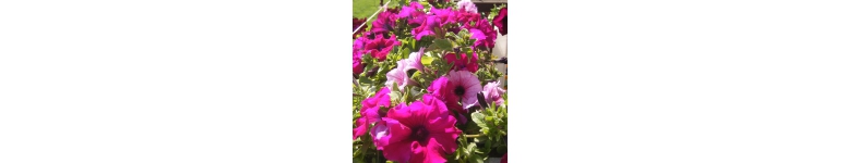 Banner profilu