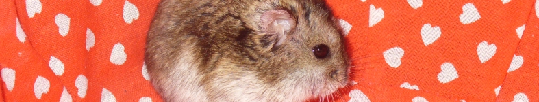 Banner profilu