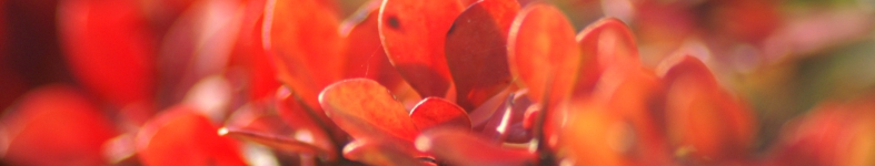 Banner profilu