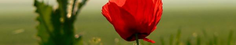 Banner profilu