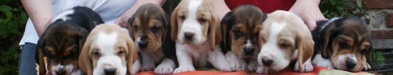 Banner profilu