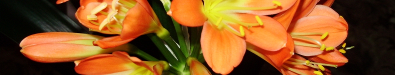 Banner profilu