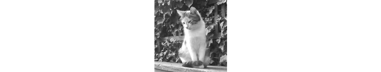 Banner profilu