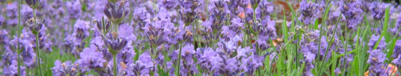 Banner profilu