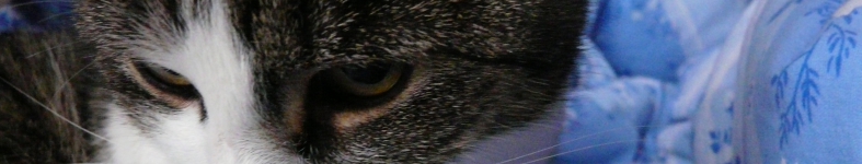 Banner profilu