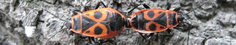 Banner profilu