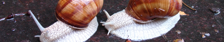 Banner profilu