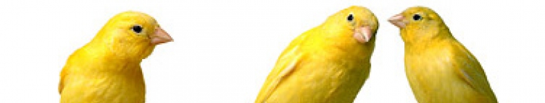 Banner profilu