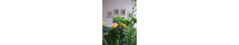 Banner profilu
