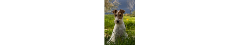 Banner profilu