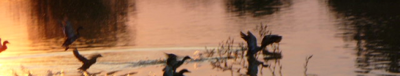 Banner profilu