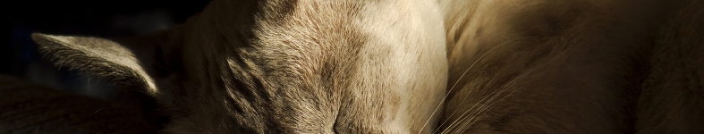 Banner profilu