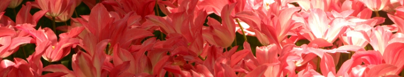 Banner profilu