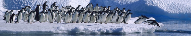 Banner profilu