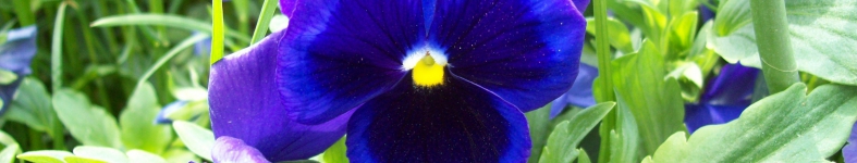 Banner profilu