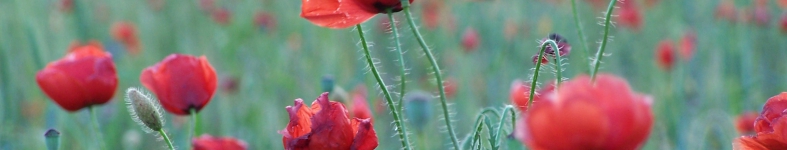 Banner profilu