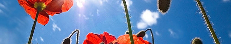 Banner profilu