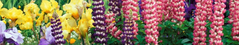 Banner profilu