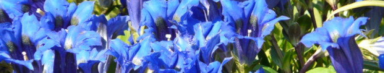 Banner profilu
