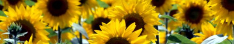 Banner profilu