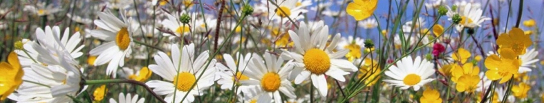 Banner profilu