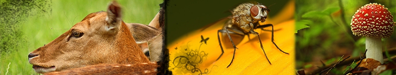 Banner profilu
