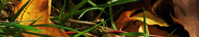 Banner profilu